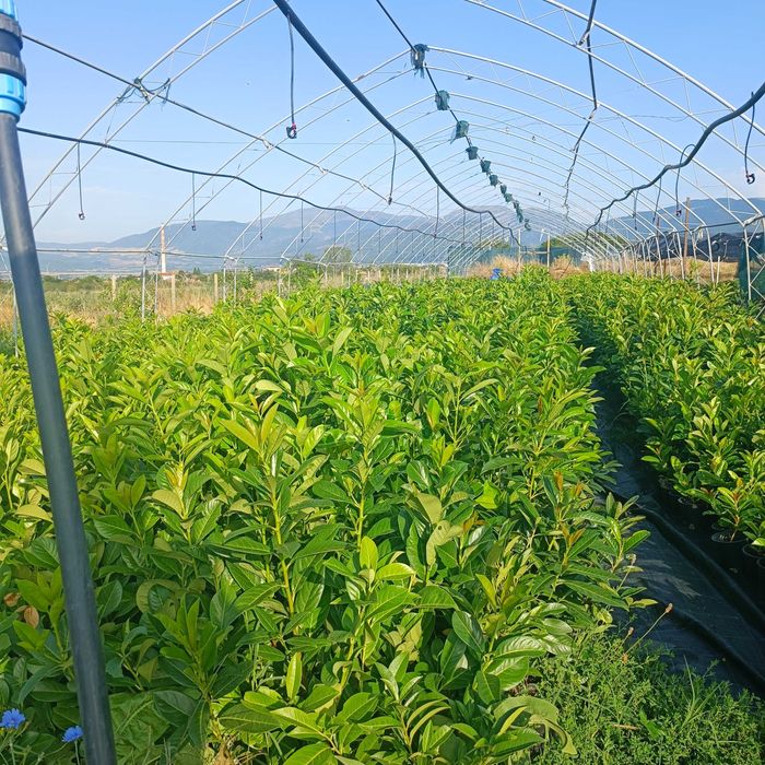 Лавровишна за жив плет