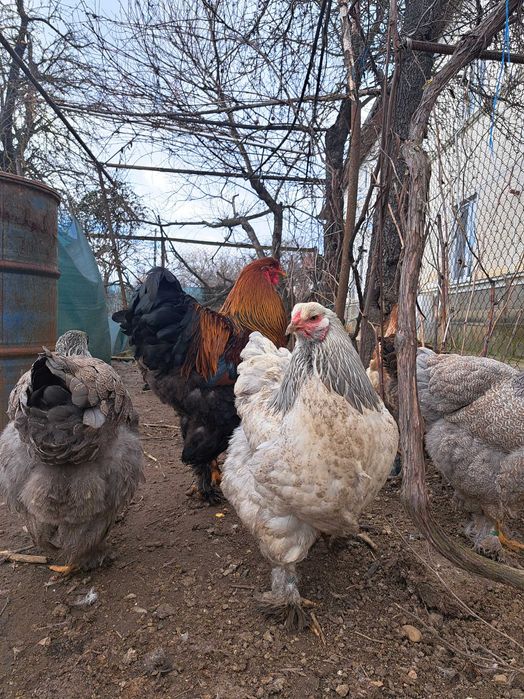Ouă și găini brahma diverse varietăți de culoare