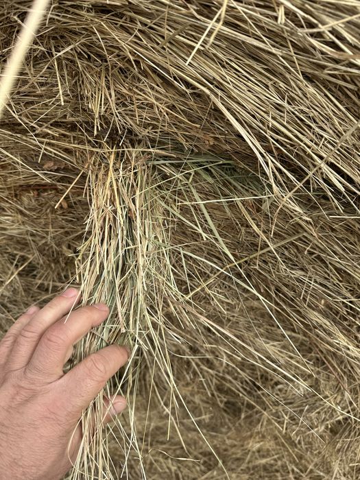 Продам сено в рулонах