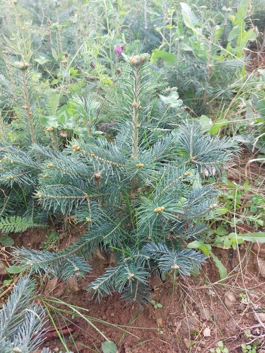 Puieti brad Abies Lasiocarpa intens albastrui-argintii