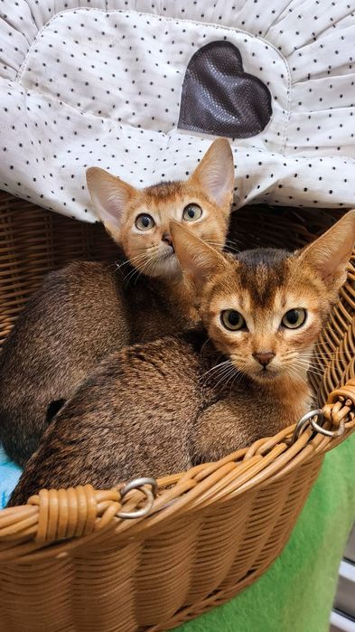 АБИССИНСКИЕ.. !! ЧУДО котята !
