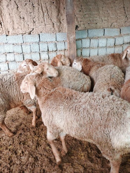 Qirgʻiz qoʻchqor sotiladi  киргиз кучкор сотилади