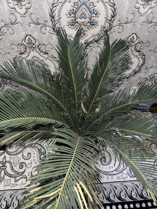 Palma tuvak guli sotiladi