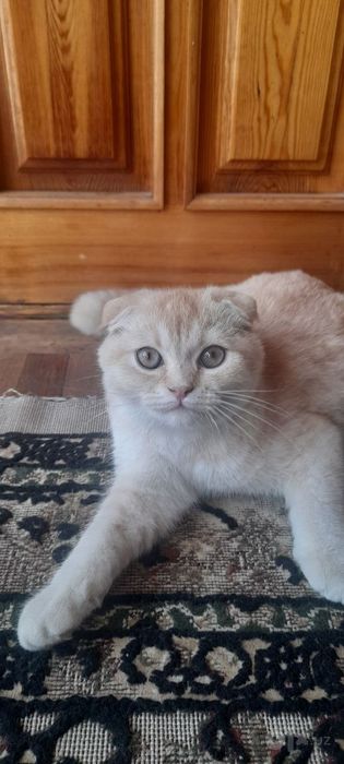 Mushuk sotiladi!