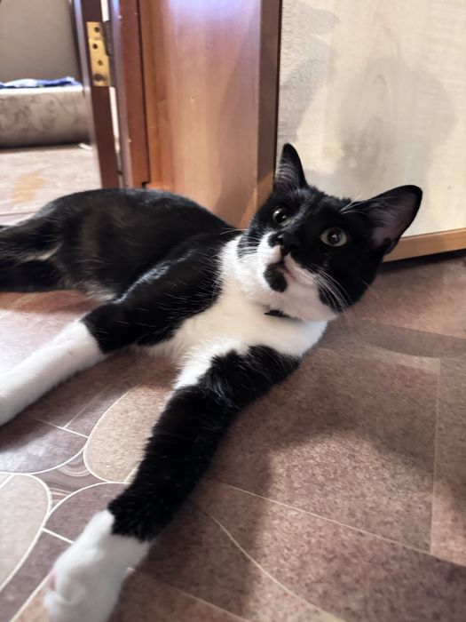 Котик ищет семью и дом