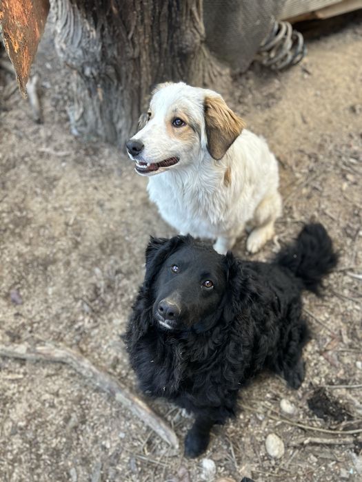 Donez 2 caini talie medie