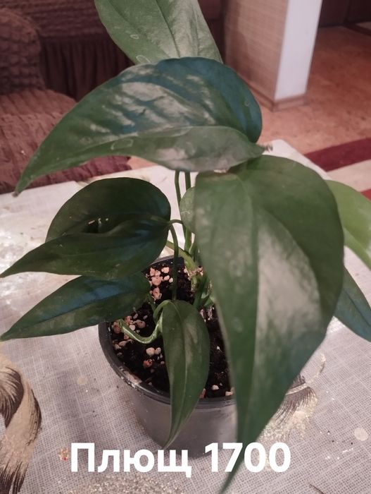 Продам комнатные  растения