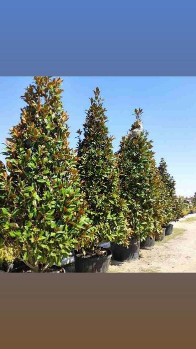 Продаём магнолию размеры есть!! разные.