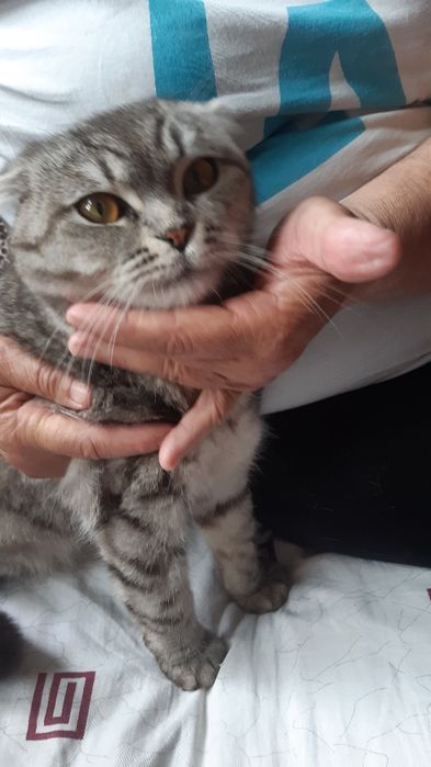 Продам шотландский кот