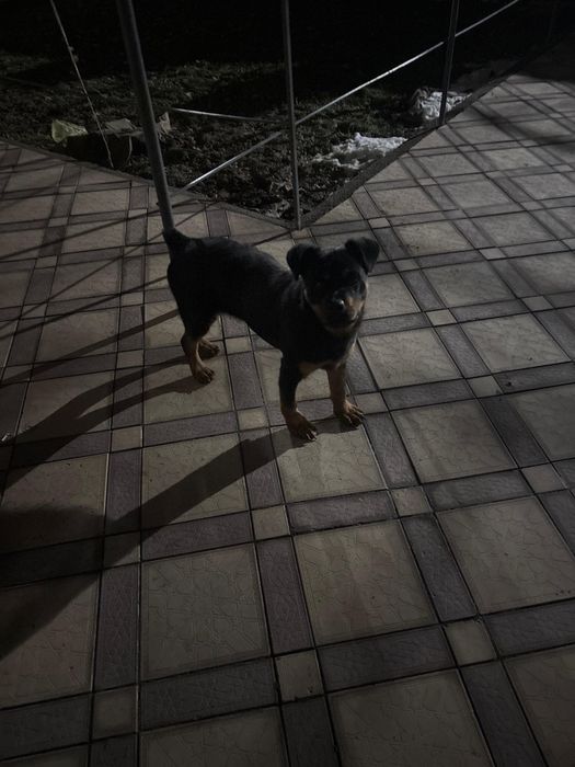 Ротвейлер кобель для вязки