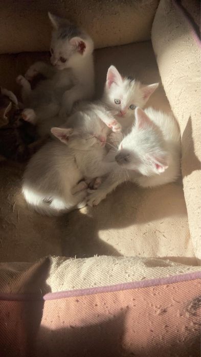 Отдадим котят в хорошие руки