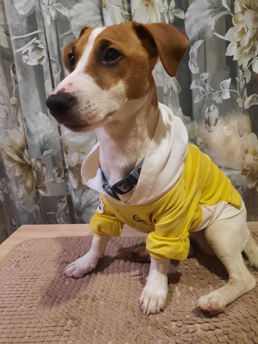 Джек рассел терьер для вязки