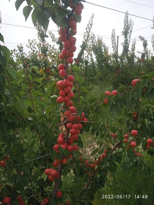 Мевалик кучатлар бор