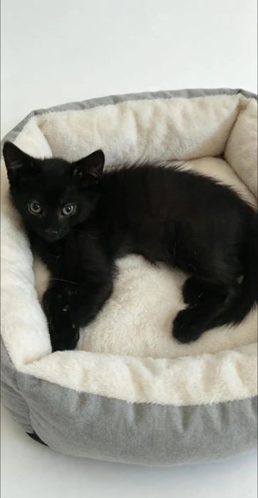 Классный котёнок