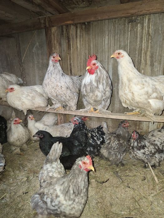 Декоративные куры