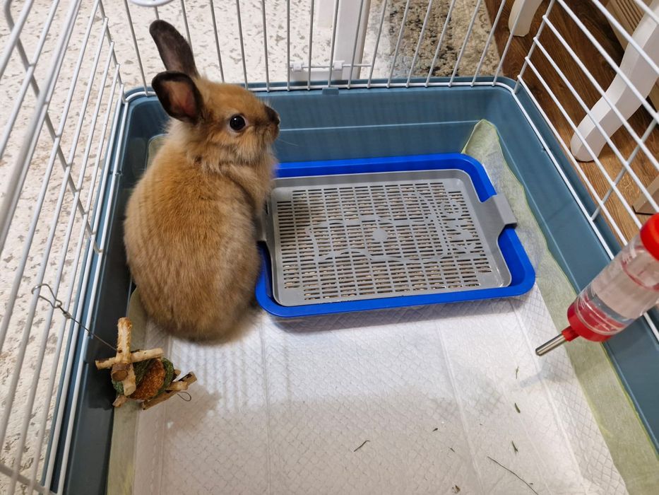 Кролик декоративный Карлик порода с клеткой