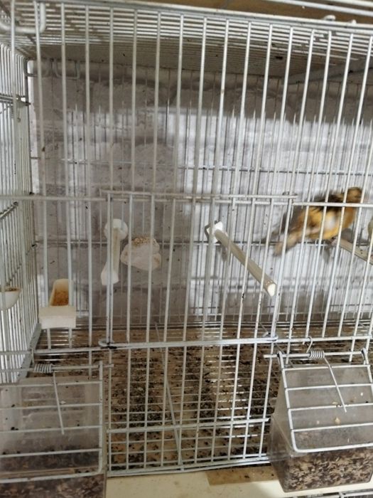 Pui canari  pui canari