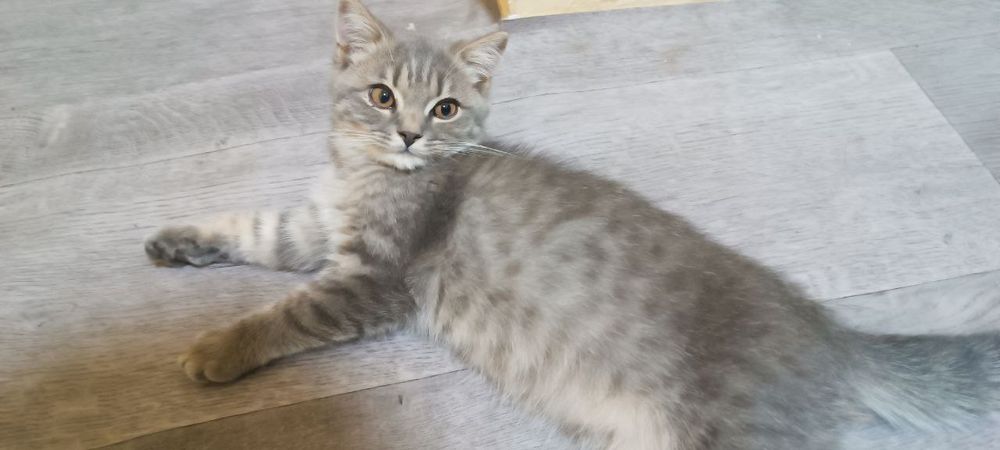 Mushuk sotiladi parodali tez va arzon oxirgi mushukchamiz