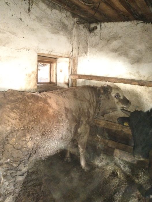 Быки с откорма продаются