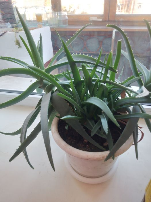 Продам цветы комнатнын