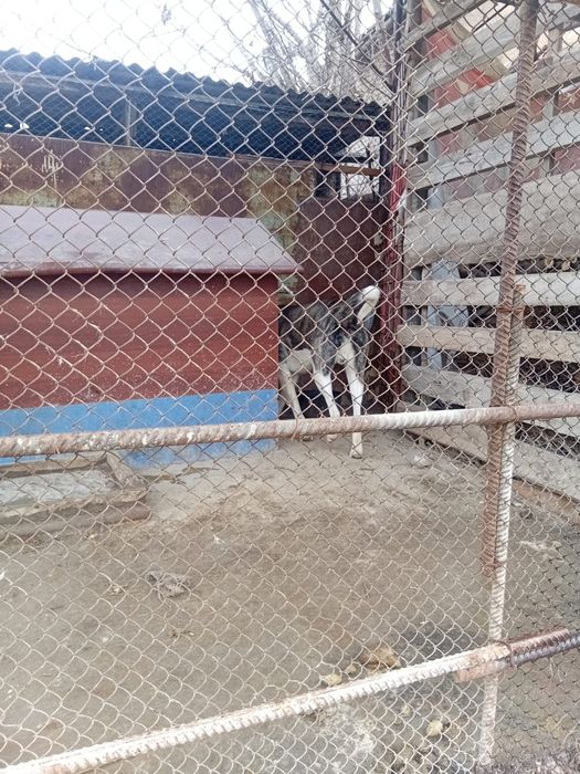 Отдам даром алабай