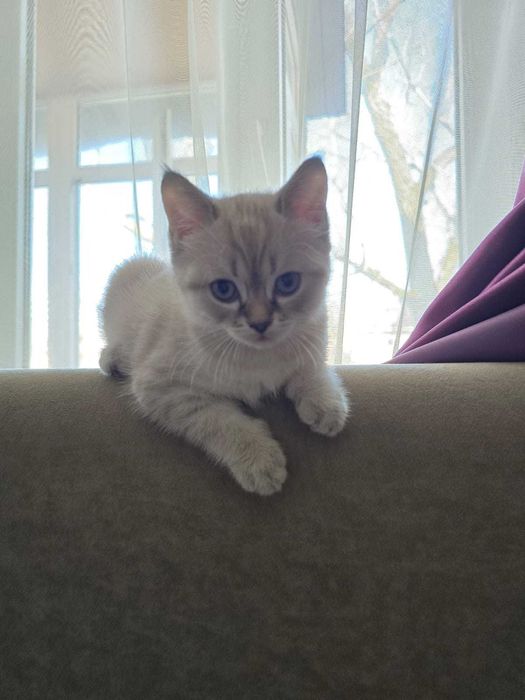 Продам Британского котенка - девочку