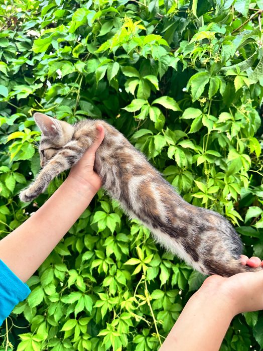 Отдаются за символическую сумму котята мраморный бенгал