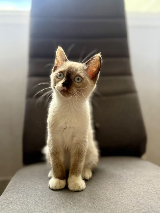 Отдам котёнка в добрые руки