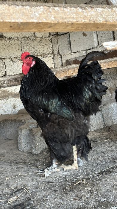 Брама кораз таза канды