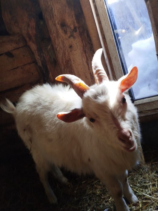 Продам козла или или обмен варианты предлогать