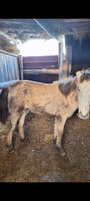 Продаются  жабағы