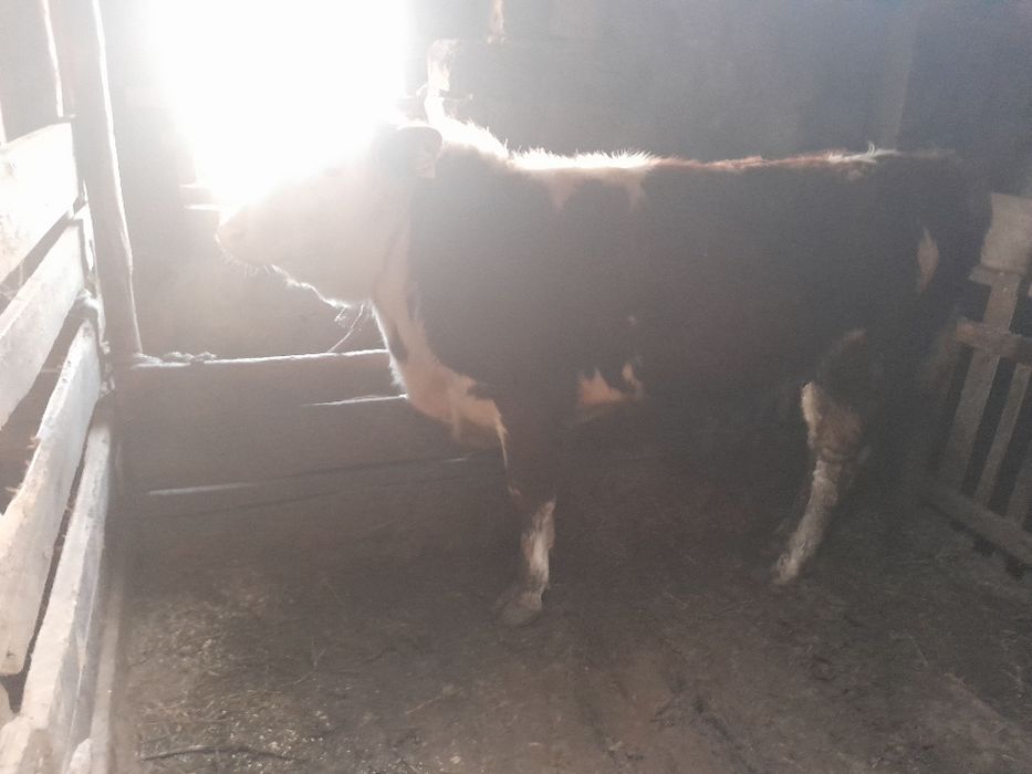 1,5 жасар Бұқалар сатылады