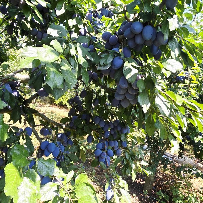 Продавам дворно място с овошки