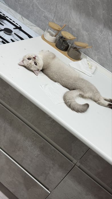 Шотландский мысық