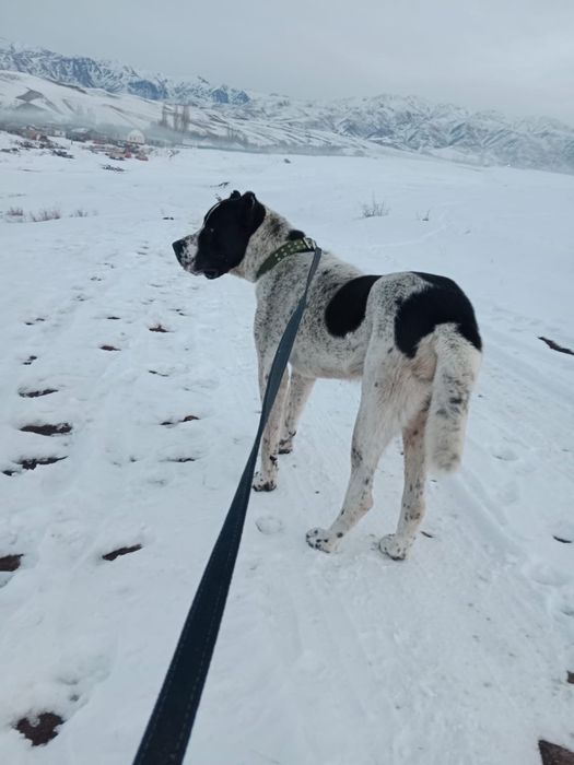 Продается собака Алабай