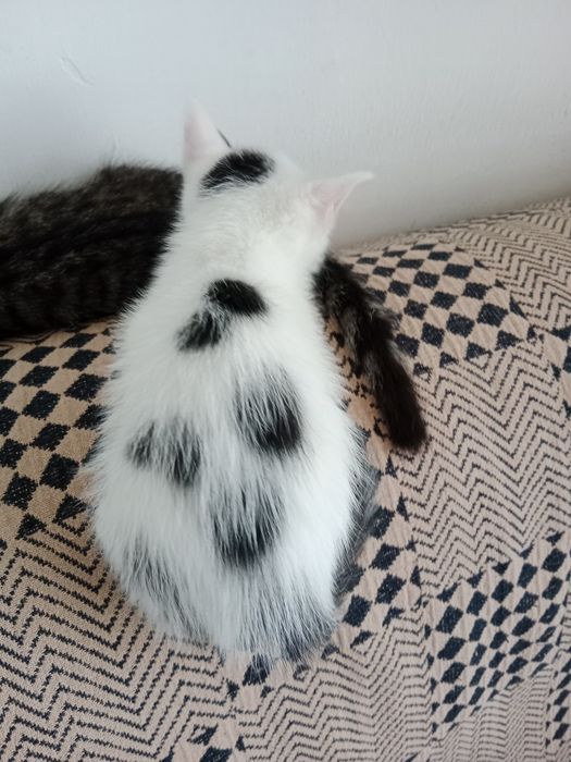 Отдам котят в добрые руки.