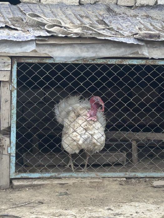 Индюк еркек порода