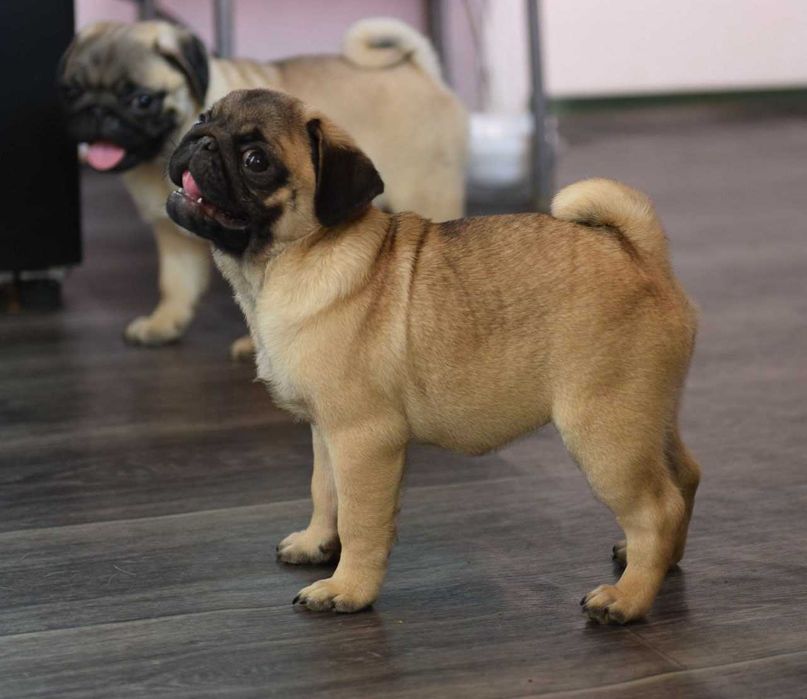 Щенки мопса в Омске