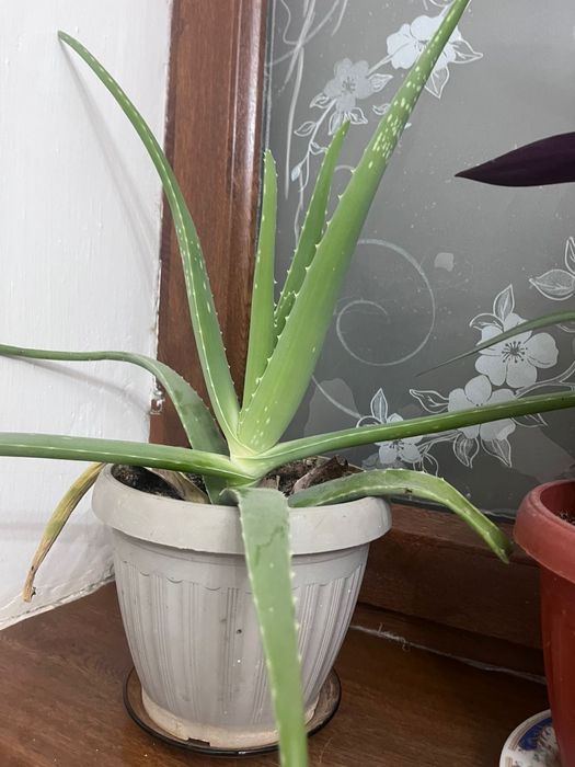 Гүлдер алое вера гүлдері