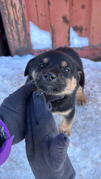 Щенки ищут надежный дом