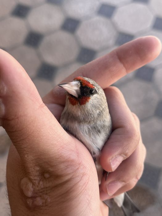 Щегол пепель 2 шт