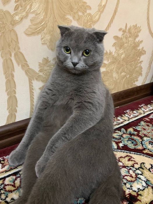 Продаются котята / Мушук болалари сотилади