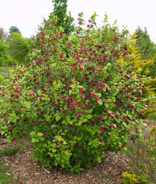 Цветущий кусиарник Каликант