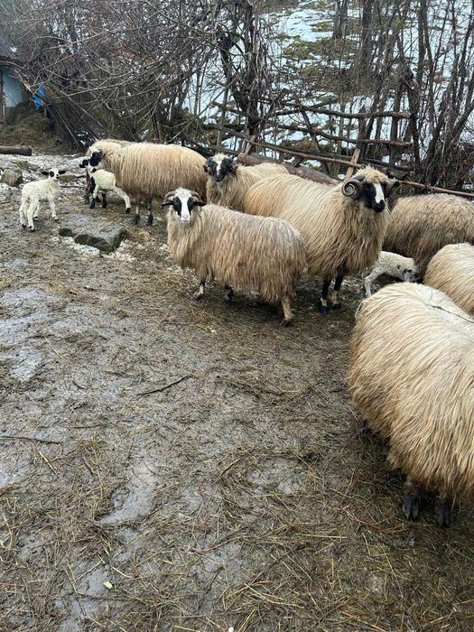 Oi și berbeci de vânzare