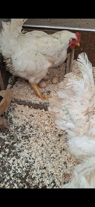 Броллер Товуклар Курицы 5,5- 6-кг