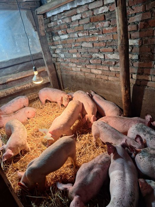 Малки Прасета 25-30кг