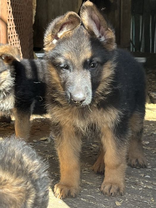 Щенки немецкой овчарки