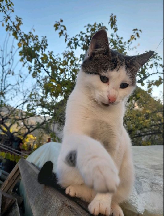 Подаряват се котета