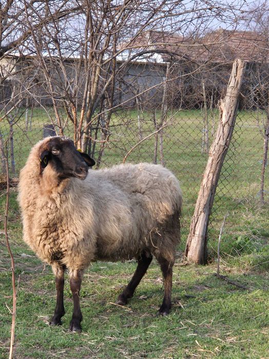 Oaie sarbeasca de vanzare