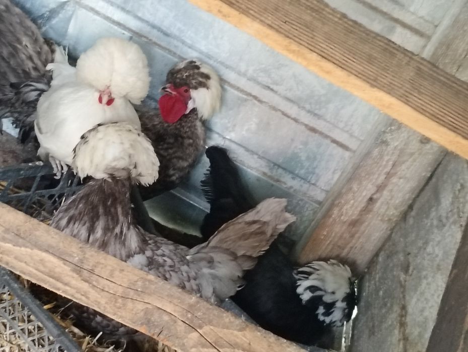 Vând găini moțate olandeze